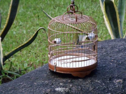 These birds were taken out to the park to enjoy the morning.
